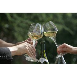 Dégustation vin Muscadet